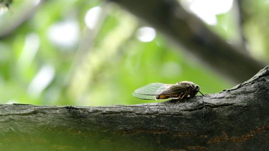 【实拍】夏蝉蝉鸣夏天知了高清在线视频素材下载