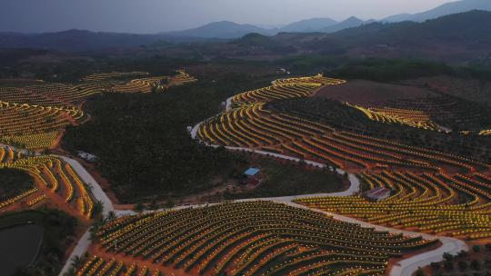 航拍火龙果种植基地