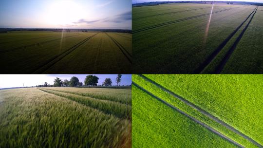 FPV航拍绿色麦田麦子麦地唯美农业视频素材模板下载