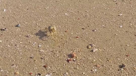螃蟹爬过海滩