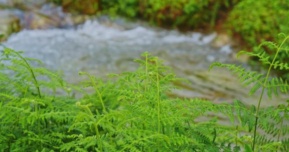 自然绿色小溪流水
