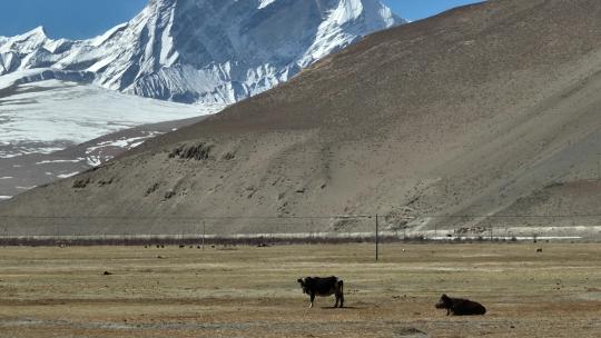 西藏定结县萨尔乡高原牧场航拍视频素材模板下载