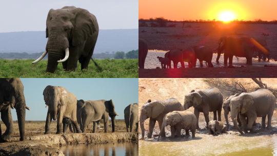 【合集】野外的大象喝水象群