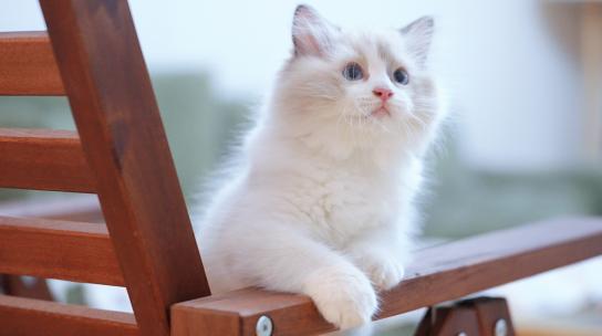 萌宠 猫咪 猫 小猫 可爱小动物 白色小猫视频素材模板下载
