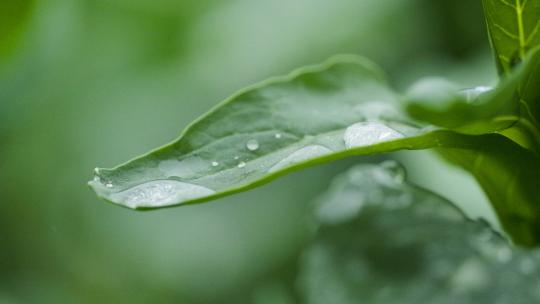 下雨植物上的水珠升格