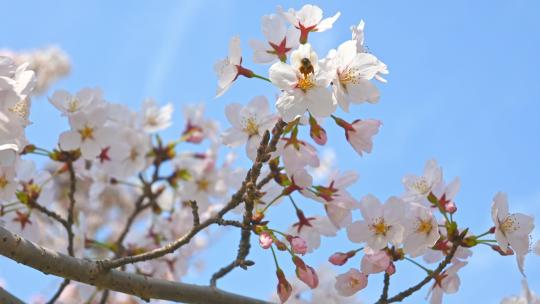 春天蜜蜂在盛开的樱花上采蜜
