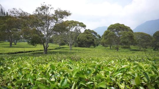 绿茶种植园