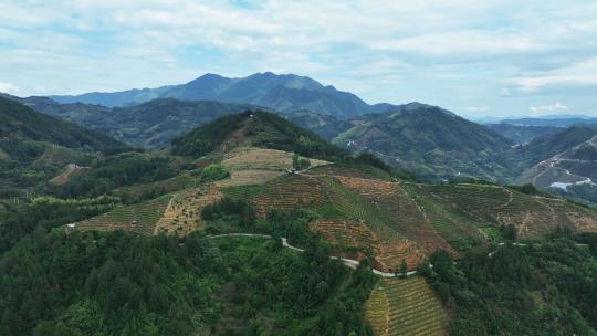 航拍浙江丽水松阳山顶农业梯田自然风景