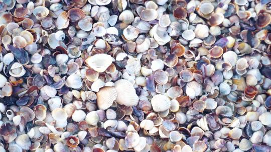 海滩贝壳堆积摄像机平移拍摄
