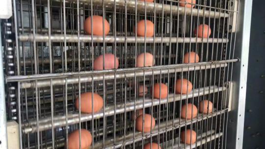 鸡蛋在生产线上移动