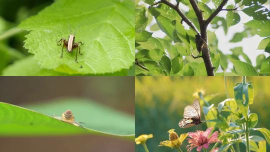 [合集] 树叶上的蜗牛蟋蟀蝴蝶知了
