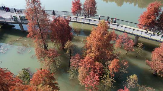 杭州青山湖水上森林