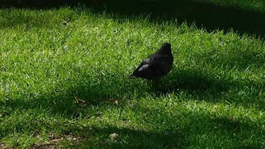 一只正在吃草的鸽子