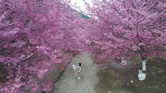 大片万亩樱花园树林下绘画画的美少女粉红色