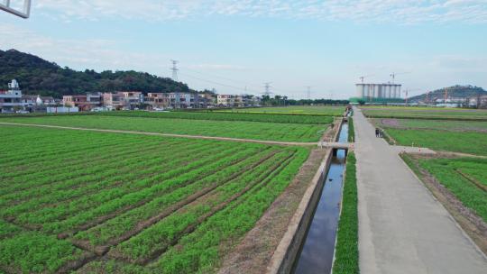 4k珠海斗门乡村风车油菜花花海航拍