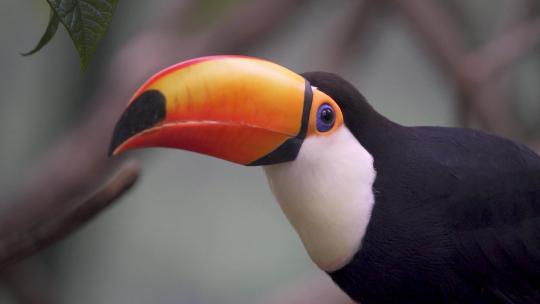 一个巨大的普通toco巨嘴鸟的极端特写镜头，Rumhastos toco，原产于南美洲和Br视频素材模板下载