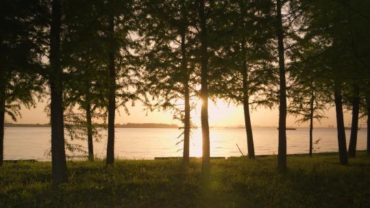 阳光透过湖边的树林