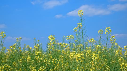 重庆潼南油菜花实拍