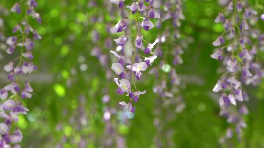 春风里 盛开的紫藤萝瀑布