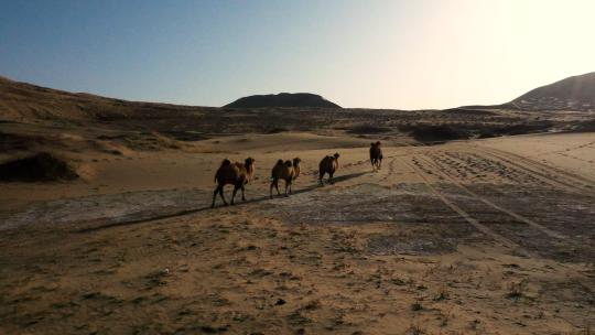 航拍戈壁荒漠上行走的骆驼沙漠骆驼沙漠之舟