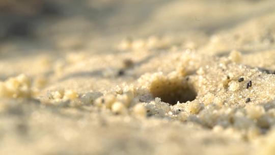 小螃蟹从沙坑里钻出来吃东西