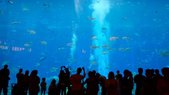 海洋馆海底世界大型观众游客剪影