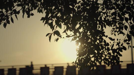 黄昏夕阳树叶逆光空镜