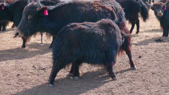 青藏高原 三江源 牦牛群 牦牛 哺乳动物视频素材模板下载