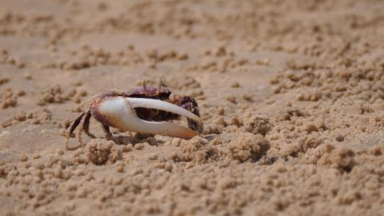 招潮蟹筛选沙子寻找食物