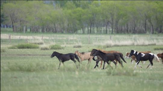 内蒙草原马群在奔跑