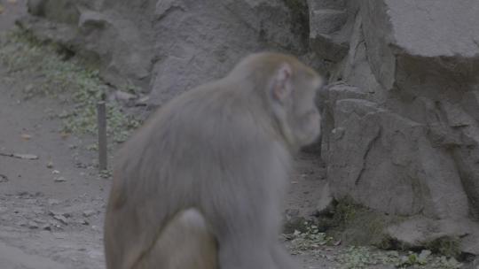 猴子灵长动物视频素材模板下载