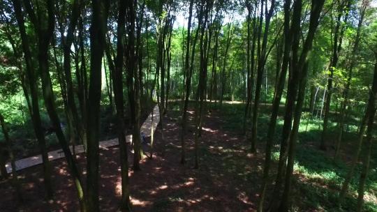 树林间的绿色树木