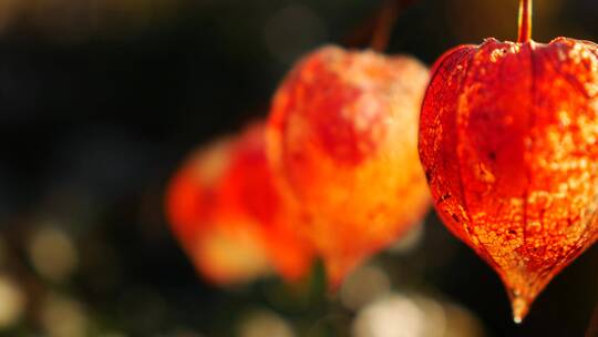 一种中国灯笼植物叶子里的浆果特写