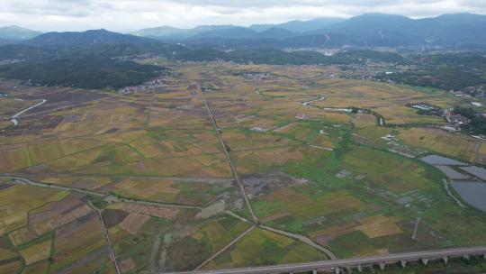 惠州稔山镇稻田水稻丰收航拍