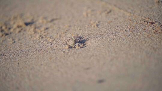 沙滩上的小螃蟹在走来走去