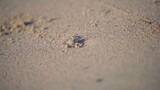 沙滩上的小螃蟹在走来走去高清在线视频素材下载
