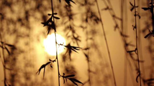 夕阳柳树唯美黄昏空镜