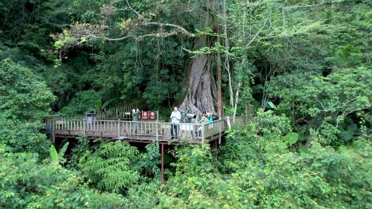 海南尖峰岭热带植物园独木成林