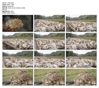 现代香菇种植园实拍展示高清在线视频素材下载