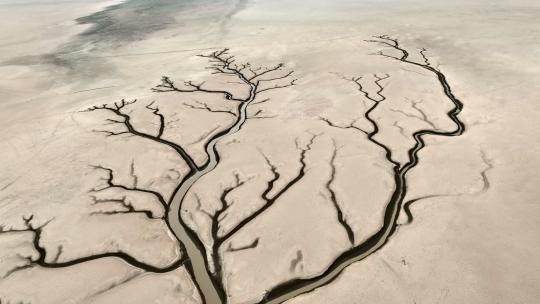 鄱阳湖大地之树航拍视频素材模板下载