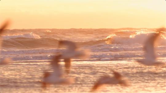 夕阳下的金色沙滩海鸟