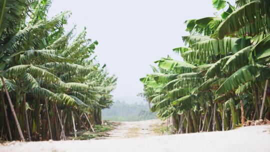 海南昌江热带水果香蕉种植园