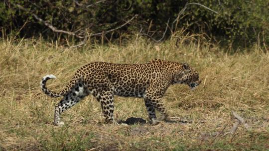 美洲豹野外保护捕猎速度花豹花纹秋天草丛视频素材模板下载