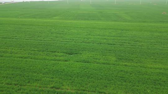 航拍新农村农场大麦田一望无际绿色小麦8视频素材模板下载