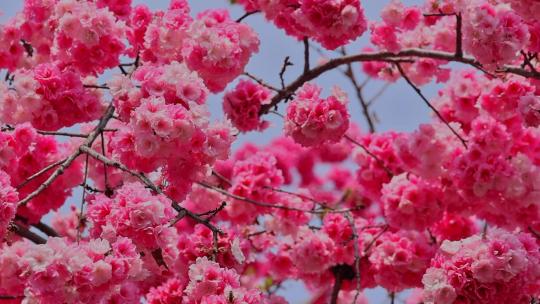 春暖花开樱花盛开合集