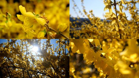 春天来了连翘花开延时黄色的花