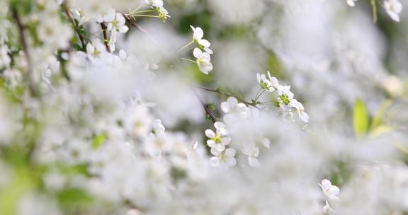 春天雪柳花白色小花满枝盛开