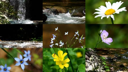 春季春天山间溪流泉水野花花朵绿叶苔藓河流