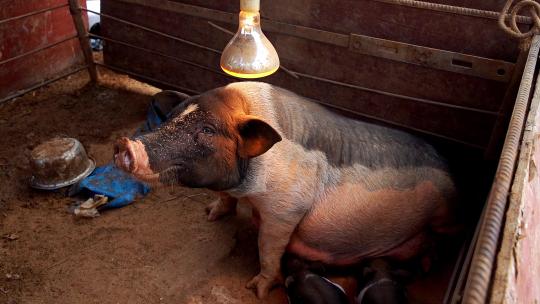 养殖场内正在吃奶的香猪 宠物猪