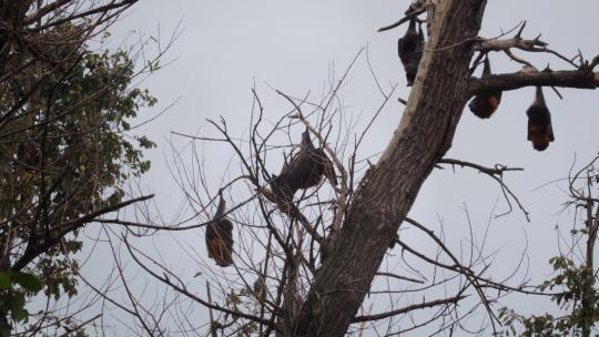 果蝠倒挂在树上睡觉，广角镜头，白天马夫拉，维多利亚，澳大利亚